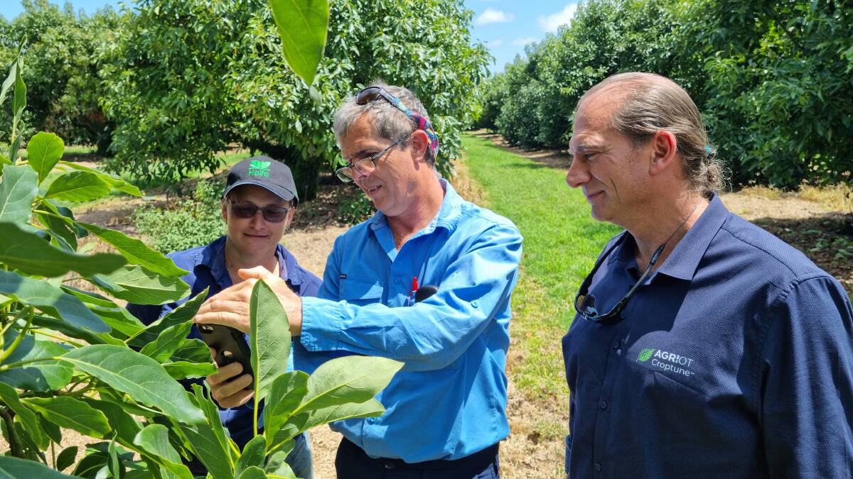 The team tested the new app on both Shepard and Hass avocados. Picture supplied