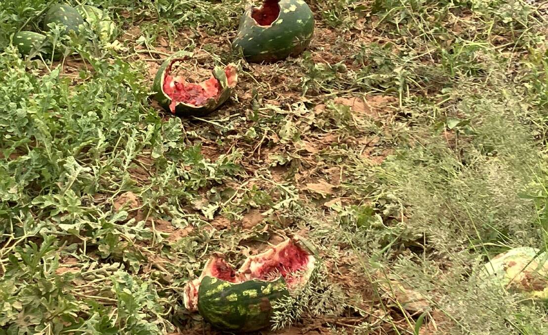 Chinchilla melon growers have seen huge numbers of pigs destroying their fruit this season. Picture by Murray Sturgess