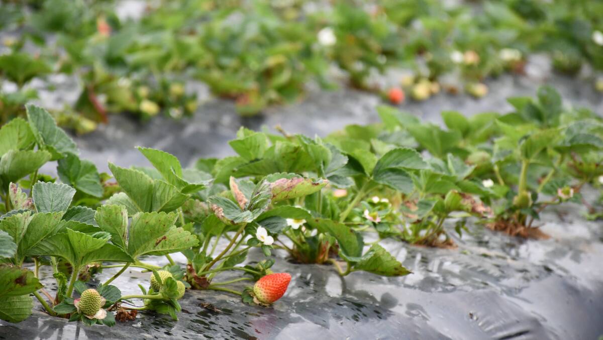 WET: Many strawberry farmers were unable to prepare plant beds due to the wet weather, meaning that the fruit has come in much later than usual.