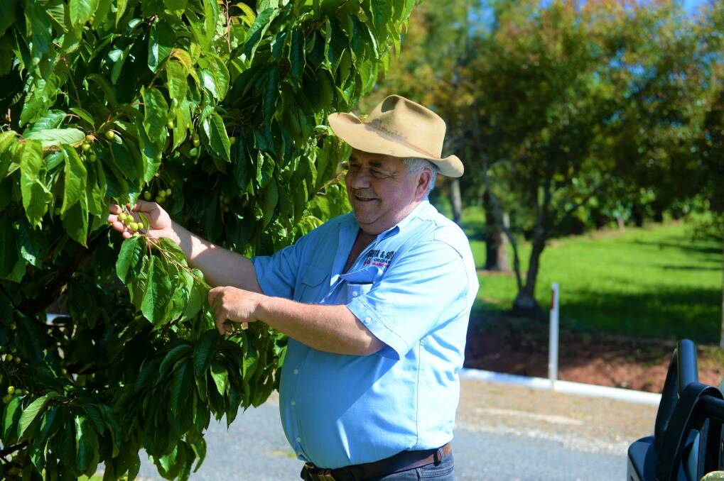 PICKING: Guy Gaeta, Orange, NSW with his Simone cherries, one of his most popular varieties. 