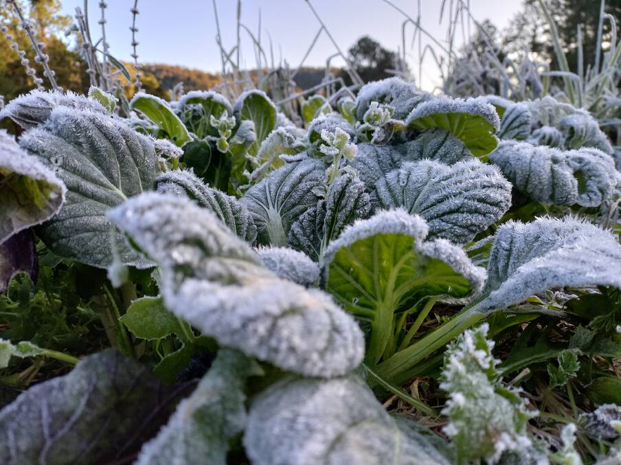 CHILLY: Adam Burrows and Alicia Kidd of HillBilly Farm Co located in Eungella recently shared images online of frost covered produce from their permaculture operation. Picture: HillBilly Farm Co. 