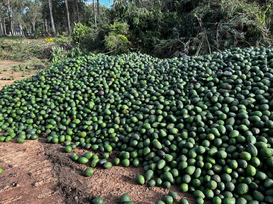 WASTE: Images were shared on social media in May of avocados dumped at the Atherton GreenWaste facility. Photo: Jan De Lai. 