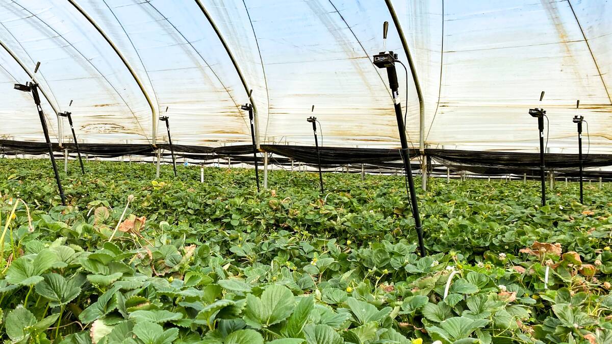 Cameras installed in the strawberry farm in the course of the research tracked pollinators and to improve insect tracking models for farmers. Picture supplied