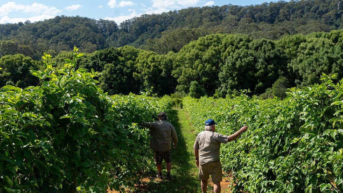 The Australian horticultural production value for the last year has lifted to more than $16 billion. Picture supplied.