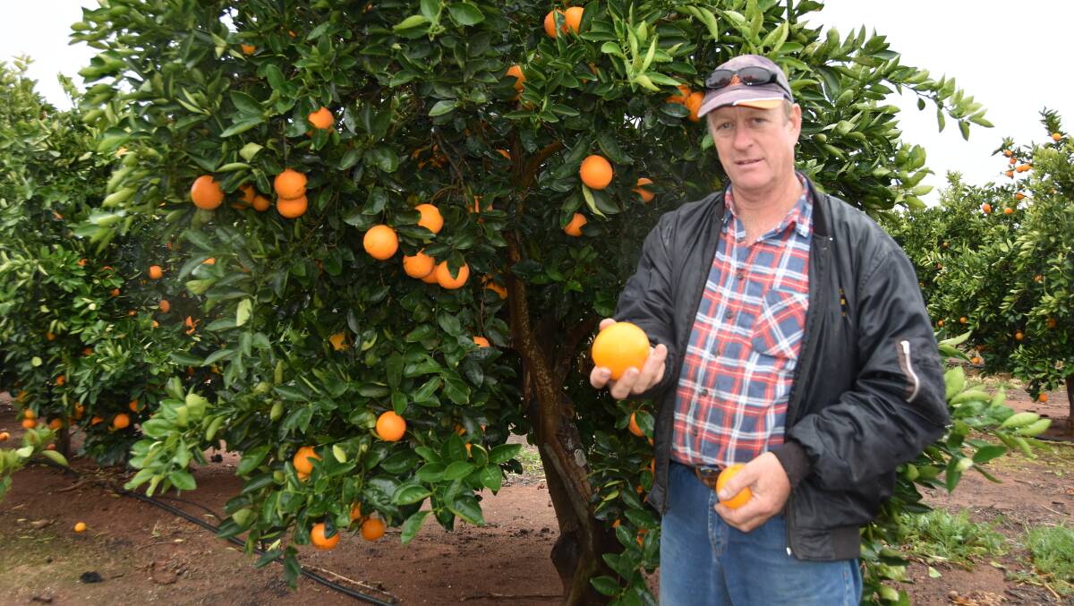 HARD KNOCK: Citrus SA chair Mark Doecke says fruit growers could face losses upwards of $150 per tonne due to chemical dips and export restrictions, following 11 fruit fly detections in the Riverland in recent months.