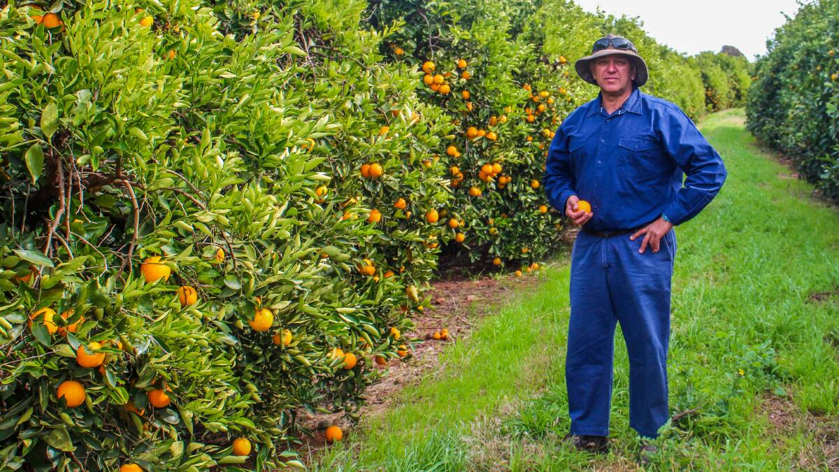 CONCERN: Griffith citrus grower Joe D'Aquino doesn't understand how he's going to manage keeping track of where and when his workers are doing their jobs. 