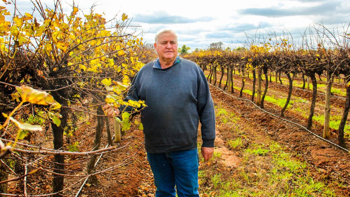 Griffith wine grape grower Bruno Brombal says next season is looking disastrous with prices plummeting and grapes expected to go unsold. 