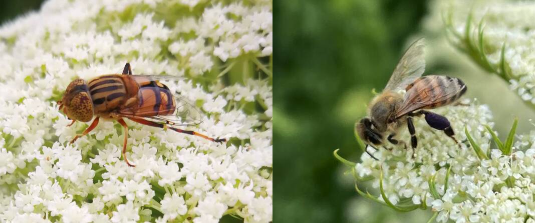 The golden native drone fly (Eristalinus punctulatus) and the European honey bee in hybrid carrot fields grown for seed production at Griffith. Picture supplied