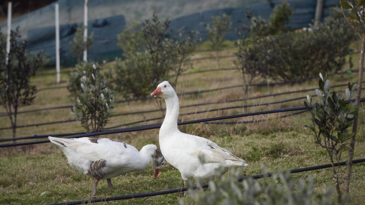 Geese at Tasmanian Feijoa Temptations. Picture by Rod Thompson