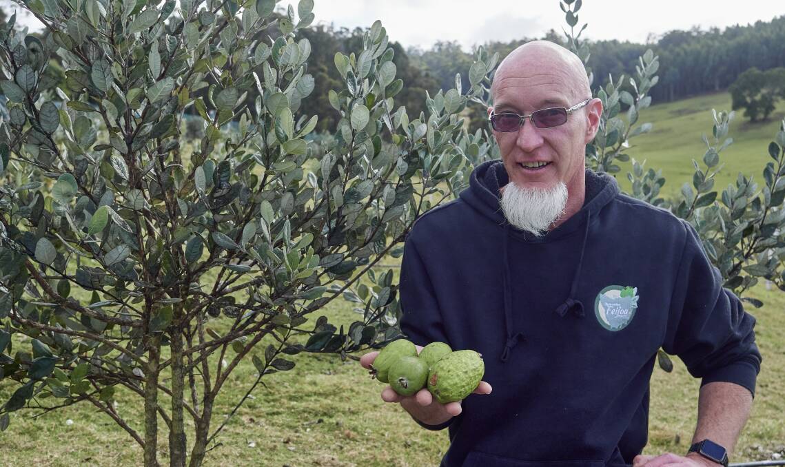 Noel Larsen has been farming feijoas for the past five years. Picture by Rod Thompson