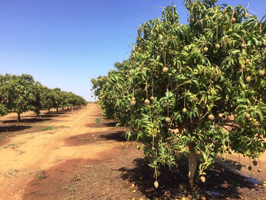 Valentina Caamano-Bermudez is transitioning to a grower-packer operation at her Mareeba mango and lime farm. Picture supplied