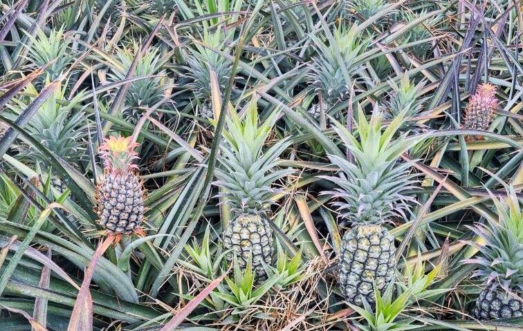 John Cranny shows the different sizes of pineapples in a block to be picked after a natural flowering event caused by a cool, wet winter. Picture by John Cranny