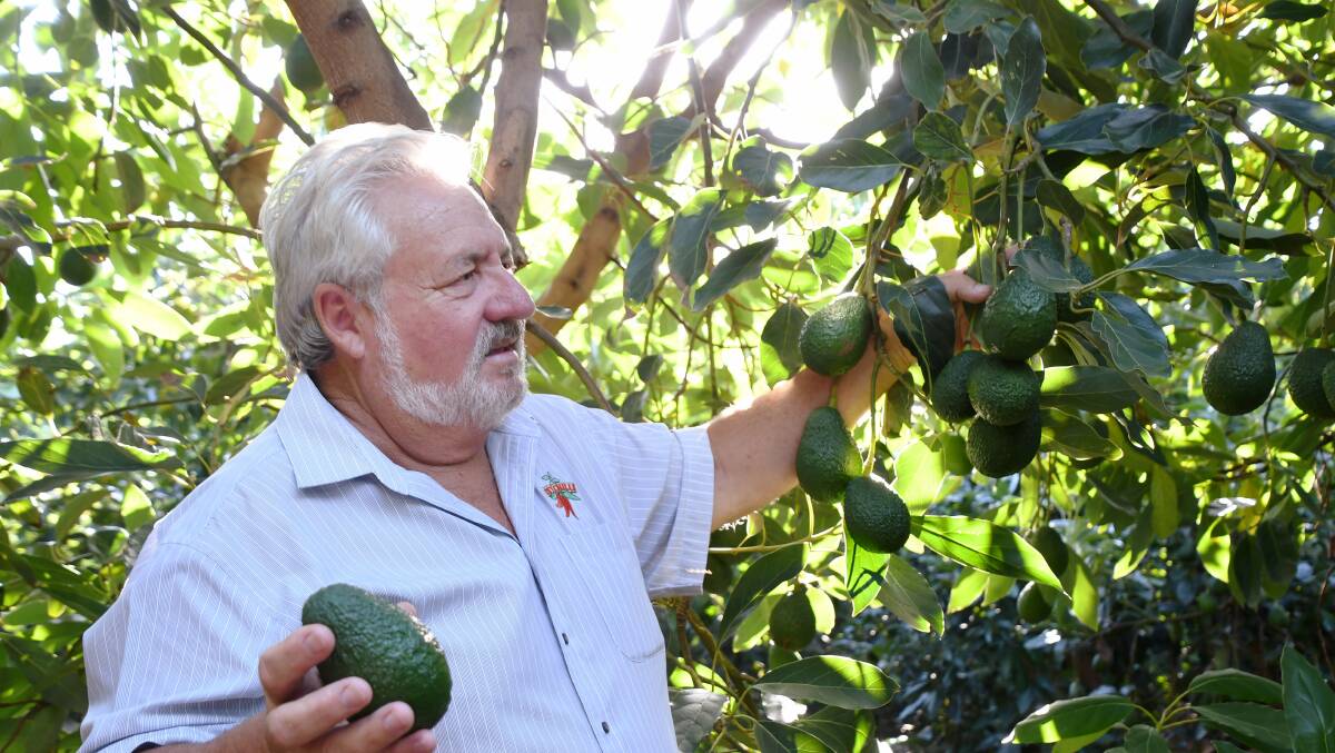 David De Paoli hopes the avocado products will end oversupply. Picture by Brad Marsellos