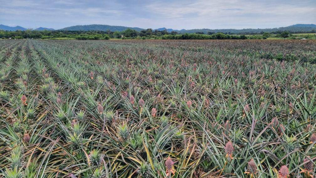 Pineapples take two years to fruit and weather can cause them to throw fruit. Picture by John Cranny