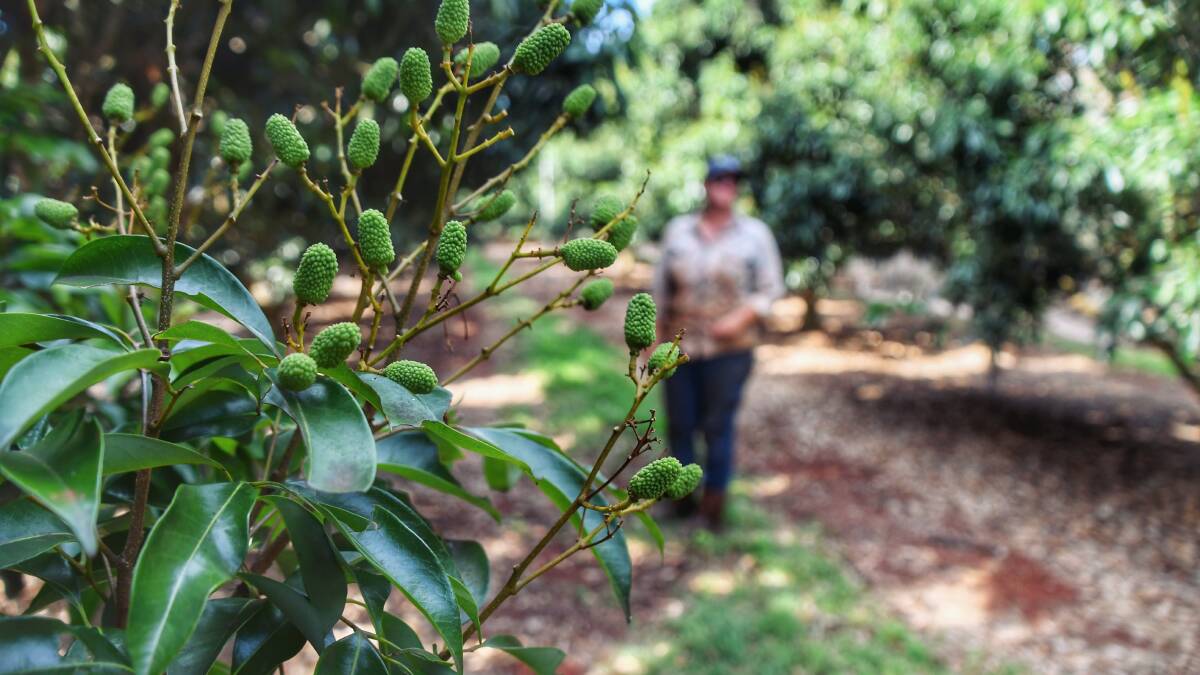 The lychee starts out green and will turn red when ready for harvest. Picture: Brad Marsellos