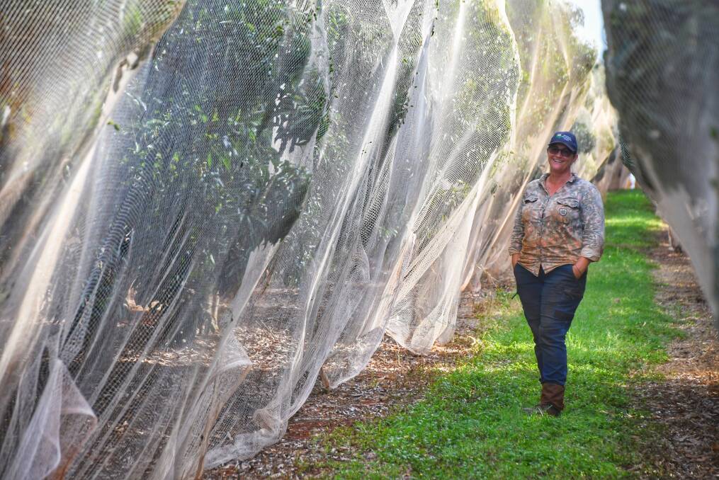 Kate Crook, Farm Manager at Huxley Hilltop Farms in North Isis with lychee trees netted for a hopeful celebration season. Picture by Brad Marsellos