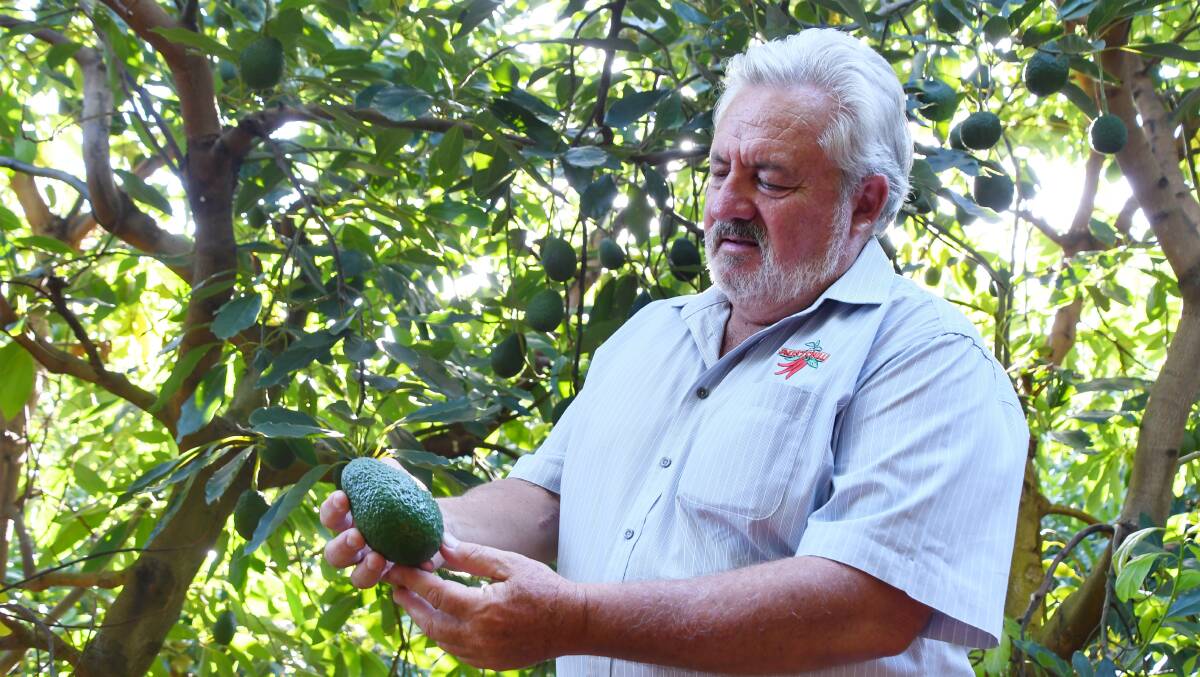 David De Paoli, Austchilli Group founder and director said the organisation has successfully hit the shelves in the Asian market with avocado value adding products. Picture by Brad Marsellos