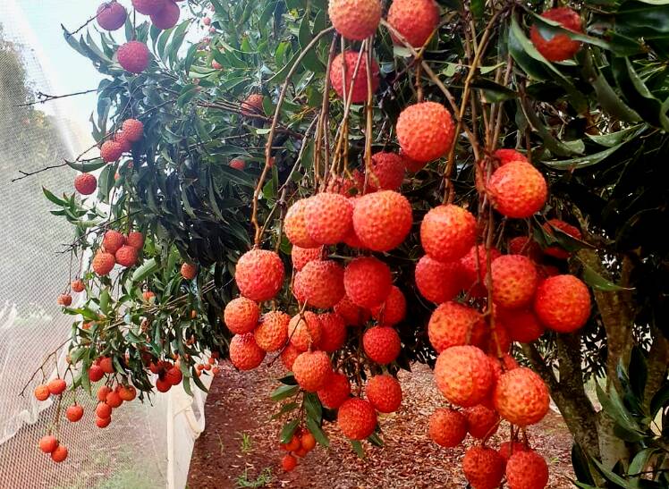 The lychee fruit play a major role in Lunar New Year celebrations (and go well in cocktails). Picture by Huxley Hilltop Farms Instagram