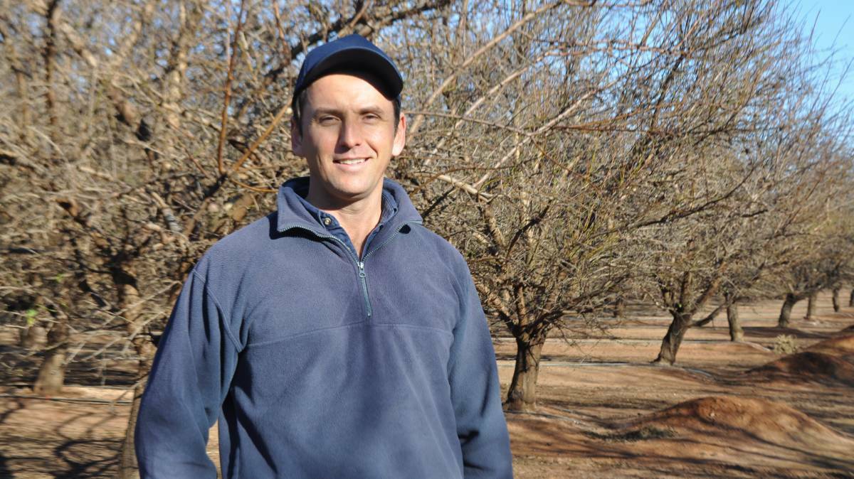 Griffith almond grower, James Callipari, is optimistic about this years harvest. File picture