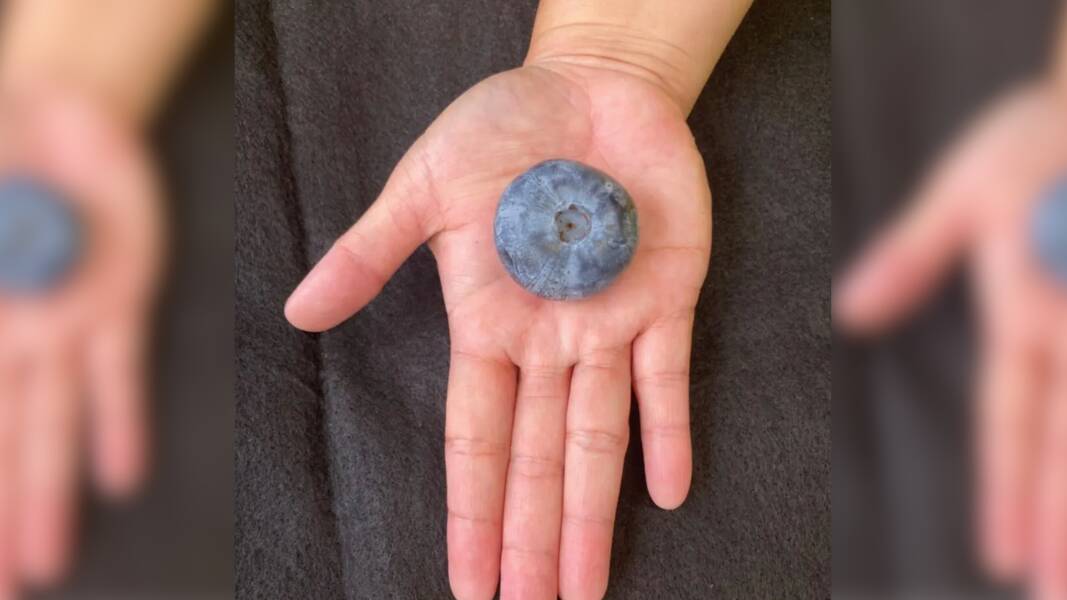 The record-breaking blueberry weighed in at 20.40 grams. Picture by Costa Group
