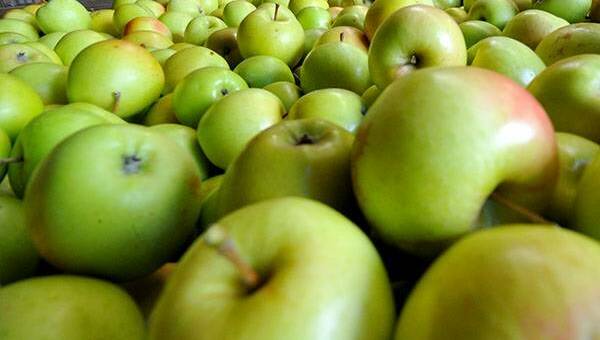 Each season, up to 50 per cent of apples can't be packaged for sale on supermarket shelves. File picture