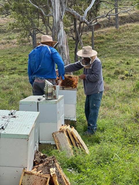 Scenic Rim apiarist Jason Wilson and his dad Mark check the Wilson Beekeeping Co hives which are kept at his father-in-law's property out of town. Picture supplied