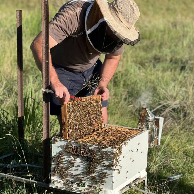 Wilson Beekeeping Co apiarist Jason Wilson checking his hives at their Beaudesert location. Picture supplied