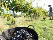 Wine grape growers, particularly in the inland regions and through the current oversupply of red wine grapes, have faced significant challenges over recent years. Picture supplied.