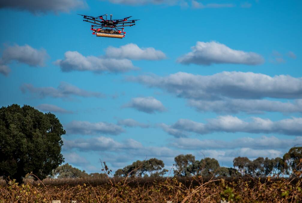 LIFT-OFF: The Parabug drone deploying beneficial insects. Photo: Parabug