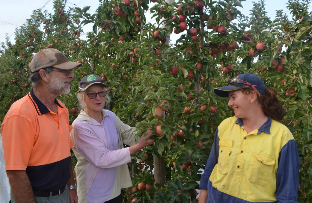 Ralph and Judy Wilson with assistant manager Rachel Galvin inspecting apples prior to being picked on Wilgro Orchards, Batlow