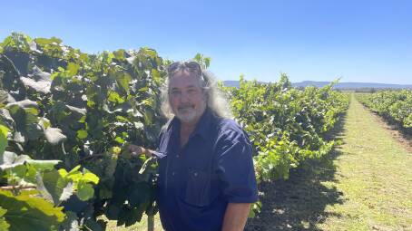 Bob Berton, Berton Vineyards, Yenda, checking his Chardonnay grapes on the point of picking at the end of January. Picture by Stephen Burns