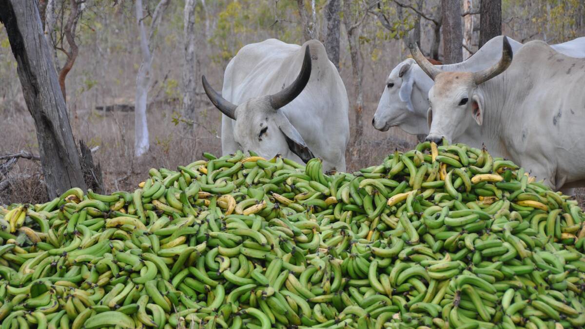 TUCK IN: Cattle feeding on dumped bananas on the Watkins property. 