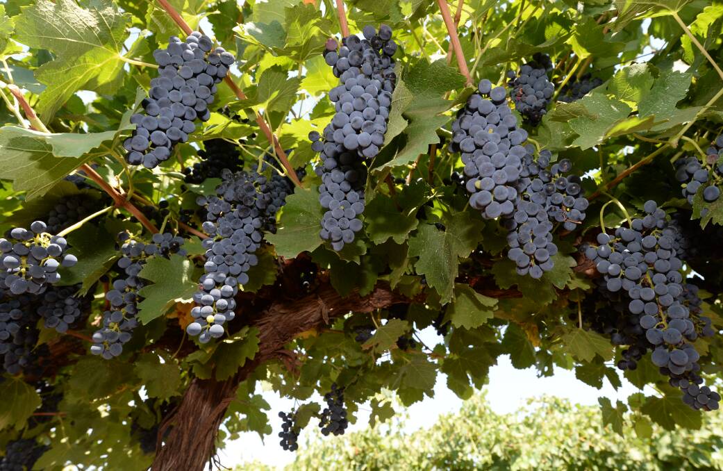 TWE cuts Aussie winegrape intake and US brands as China slug hits profits