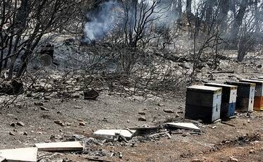 SCORCHED: Bushfire devastated hives and pollinator habitat.