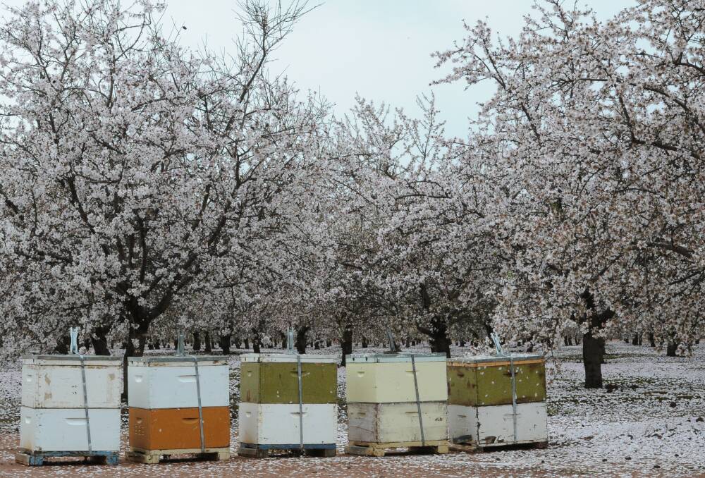ABUZZ: Webster's Australian Rainforest Honey acquisition guarantees it access to pollinators for its almond crops in spring.
