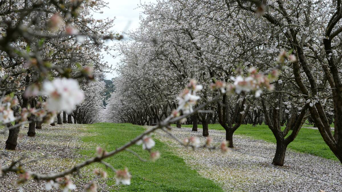 Almond investment keeps blossoming