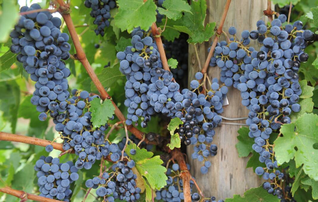 Fragmented organic standard is risk to wine exports