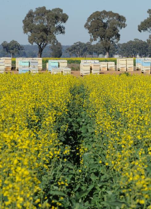 PLENTY: Bees love canola. Good yields require bees. 