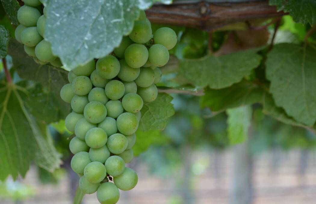 Grape and wine producers unite