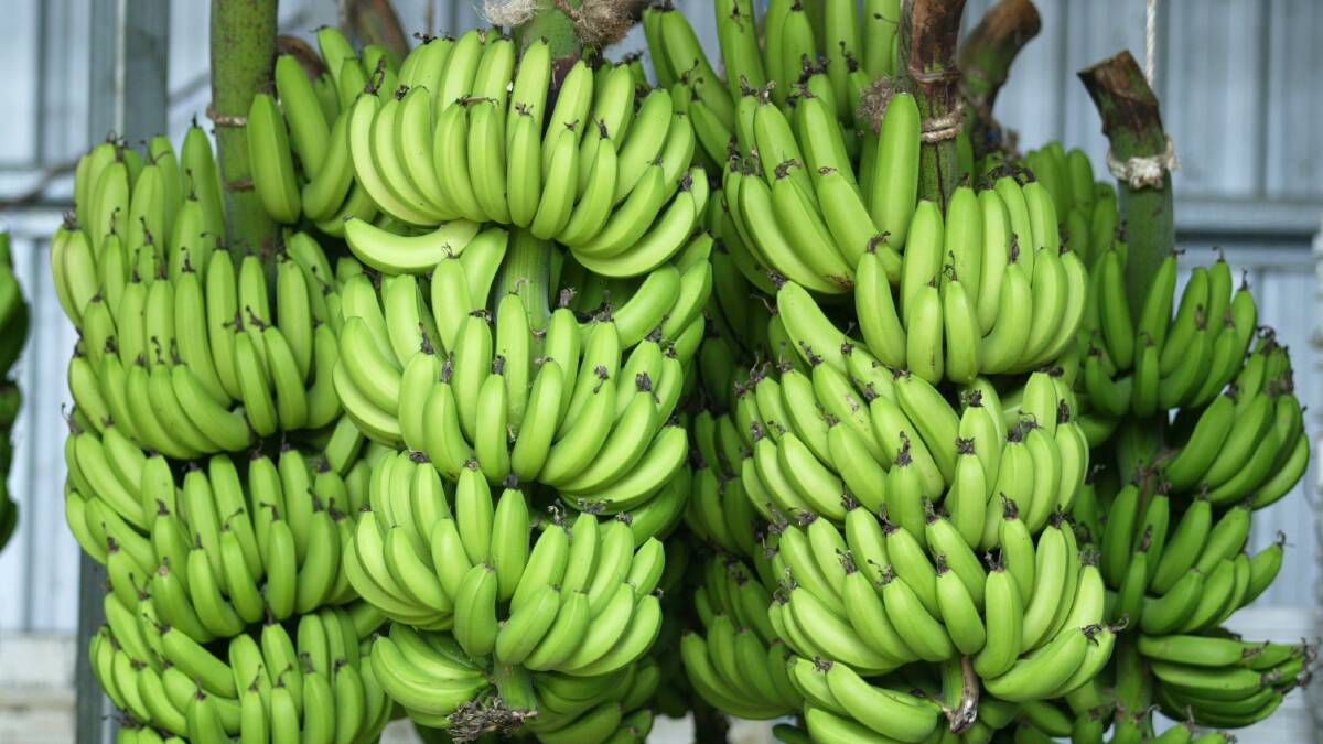 Banana growers urged to adopt zoning