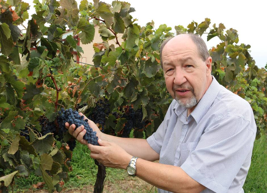 COSTLY: Charles Sturt University (CSU) Professor Chris Steel is at the coalface of new research that promises to determine thresholds of botrytis or grey mould contamination in grapes. The research assesses just how much of this costly rot is too much. 