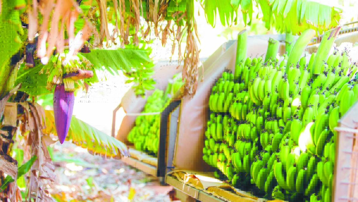 APPEALING: SBC bananas are spray-free, so to combat pests the co-operative uses the Bugs For Bugs management system, which introduces insects to eat other insect pests. It creates a healthy, natural ecosystem in which the bananas thrive. Photos: Rachel Steadman, SBC.