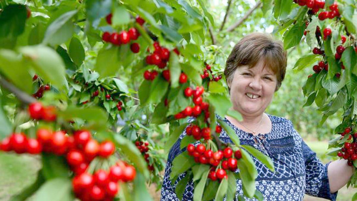 HARVEST: Large scale cherry grower, Cherry Lane Fields co-owner Kathy Grozotis, Manjimup, said she looks forward to the festival every year. Photo: Cherry Lane Fields.