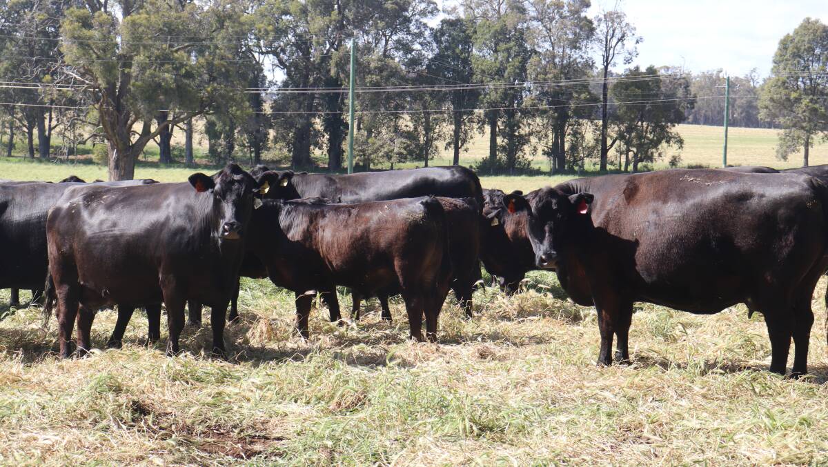 IN PADDOCK: Mr Tempra runs 150 Angus breeders crossed with Black Simmental bulls at the family farm in Manjimup.