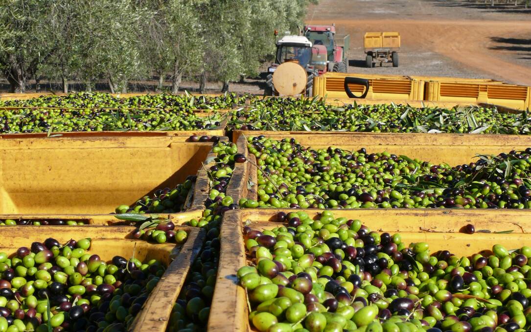 CROP: Harvest time begins in April at the Moore River olive grove and then moves south to the Frankland River grove.