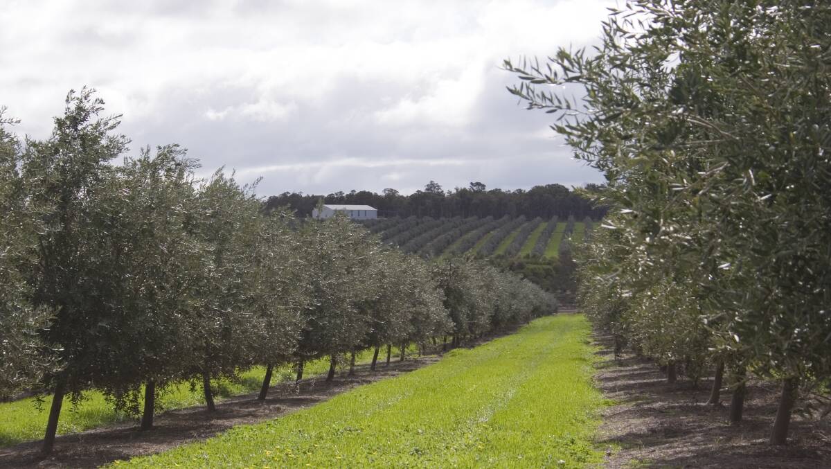 GROWING: Only olives from its own groves at Frankland River south of Perth and near Moore River north of Perth are good enough for Jingilli Devine Extra Virgin Olive Oil.