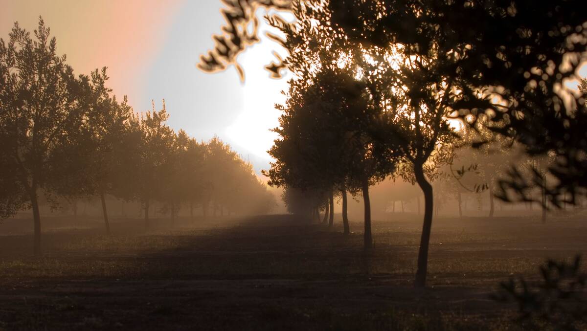 SCENIC: Olives in the mist, sunrise at the Moore River olive grove.