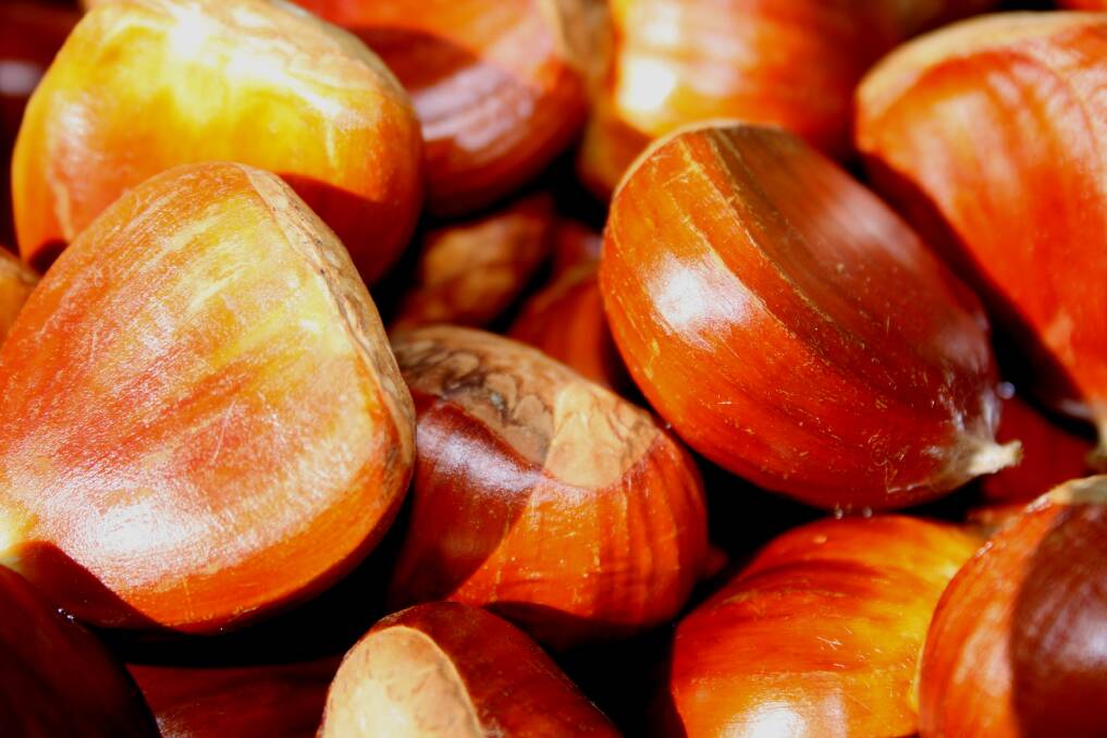 Harvested chestnuts