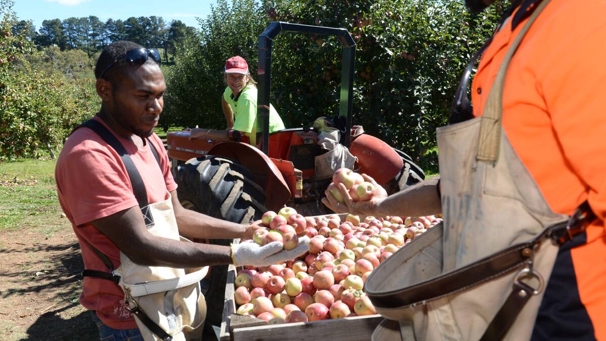 PLAN: The Labor party has announced a plan to tackle the agricultural labour shortage, which revolves around reforming and expanding the existing Pacific and seasonal labour schemes.