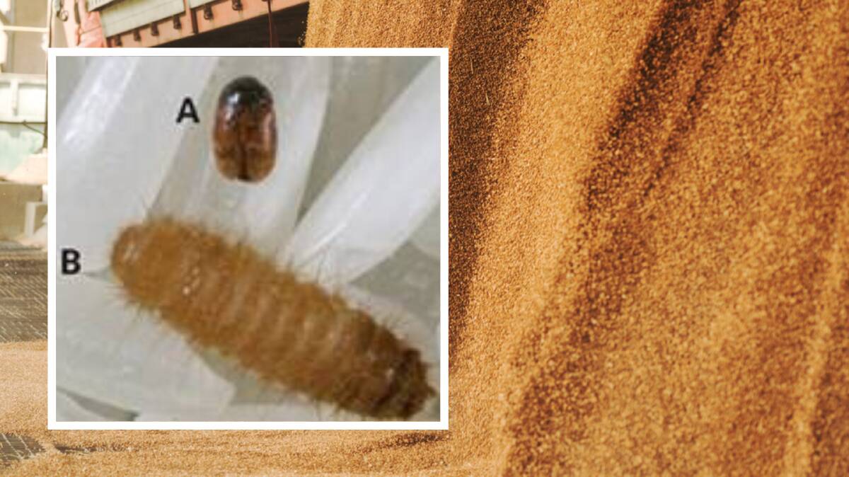 DANGEROUS PEST: The small khapra beetle, next to its large larvae form.